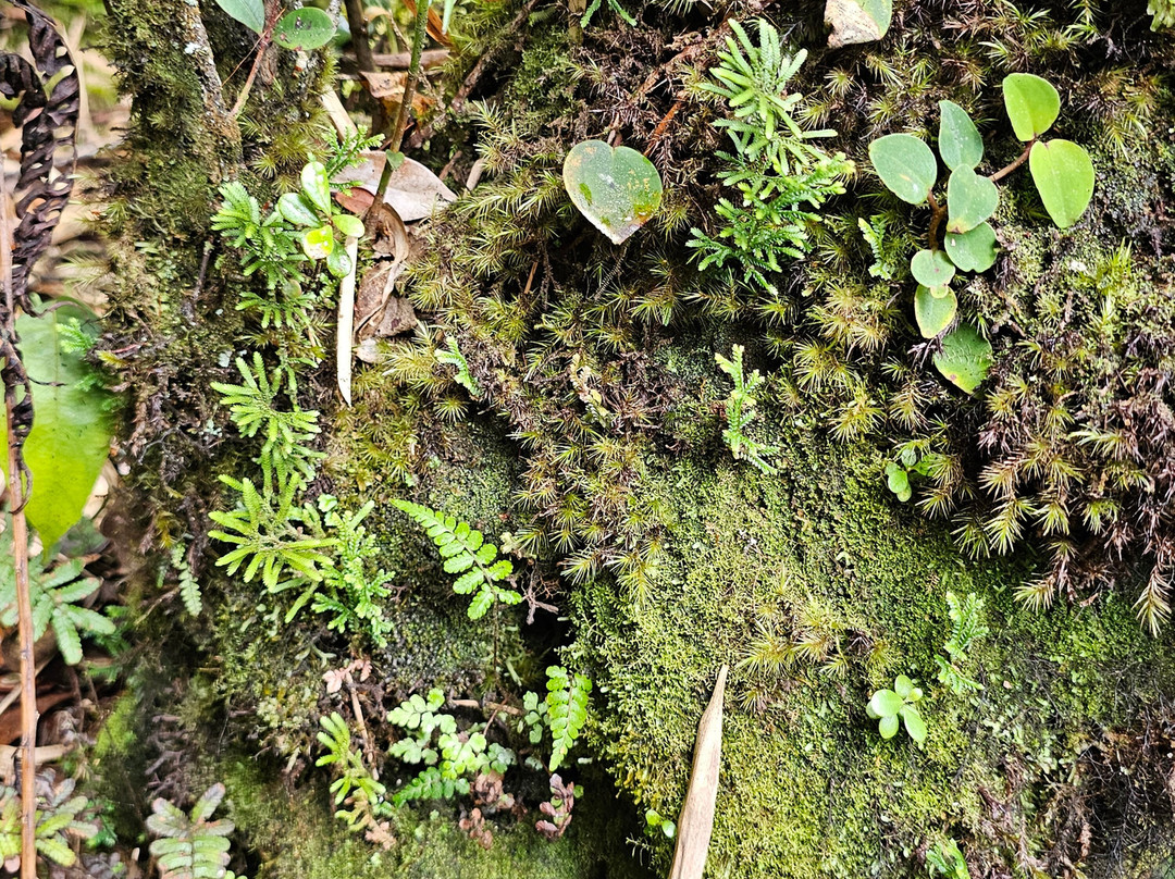 Mossy Forest Eco Park-碧兰璋必去景点
