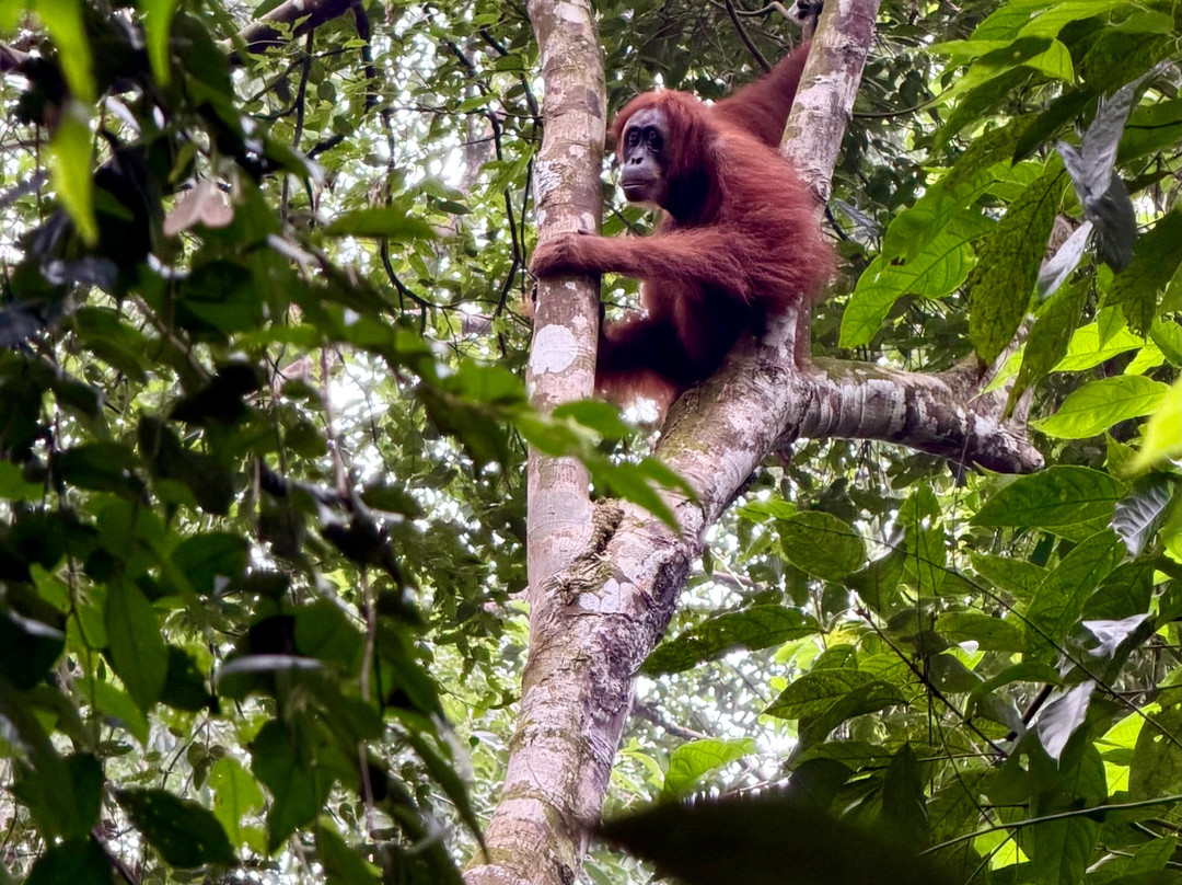 Sumatra Orangutan Explore-武吉拉旺必去景点