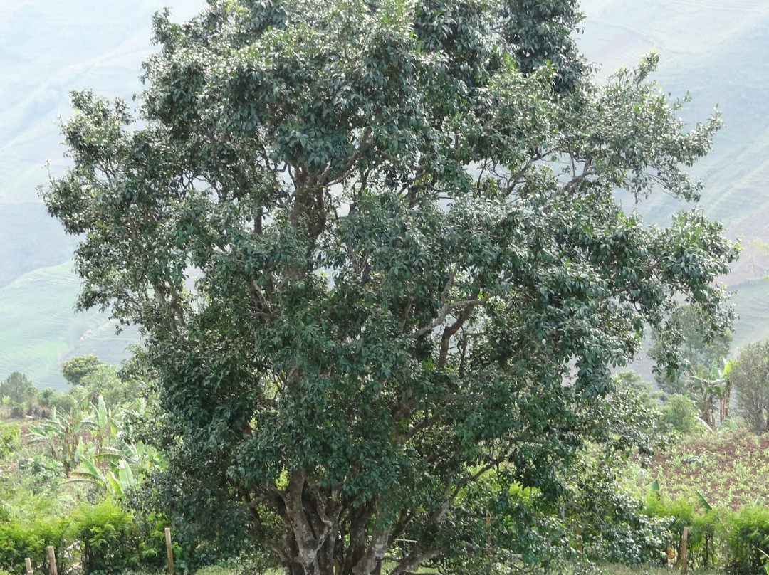 帮崴古茶树景点图片