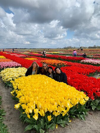 Tulip Experience Amsterdam景点图片