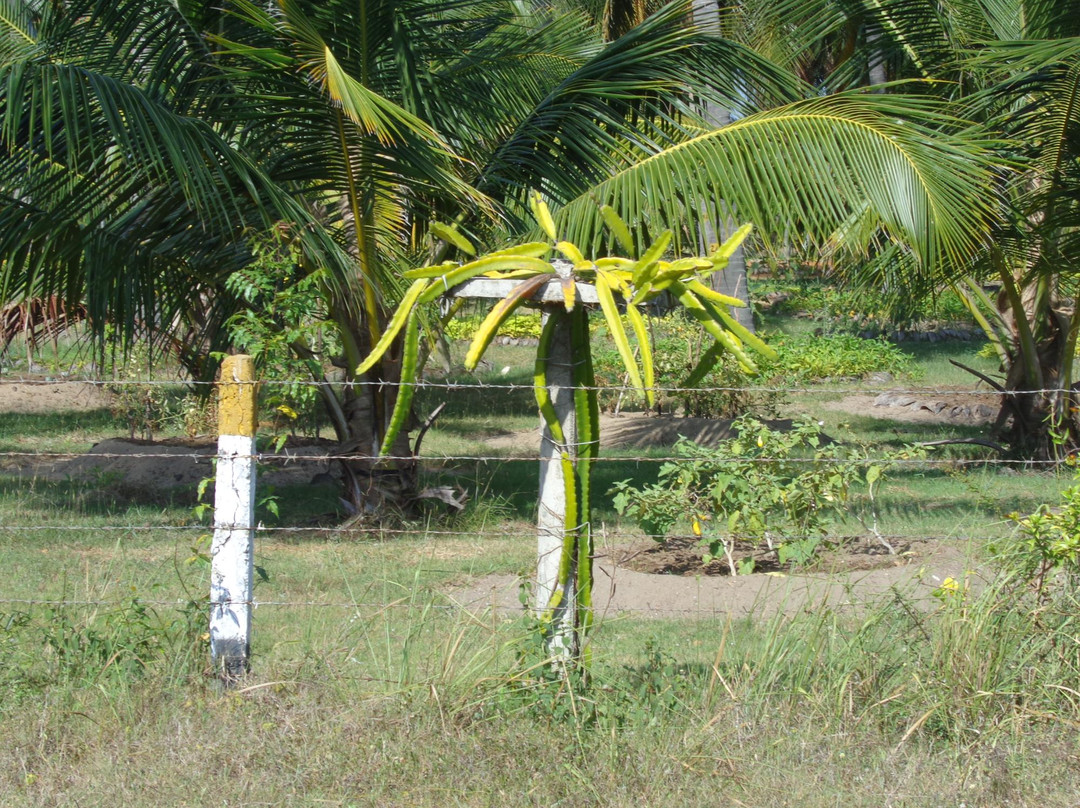 Coconut Cultural Park景点图片