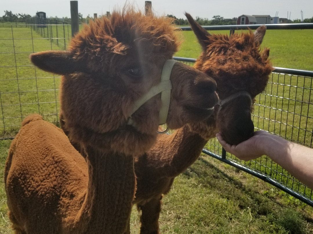 Alpacas-N-Moore