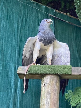 Greifvogelpark Grafenwiesen-Grafenwiesen必去景点