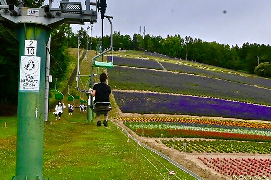 富良野町营薰衣草园-中富良野町必去景点