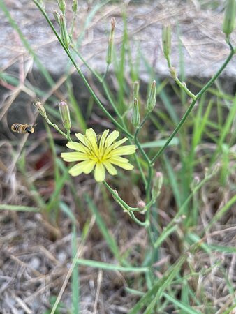 Arisi Safaris Limited-Dar es Salaam必去景点