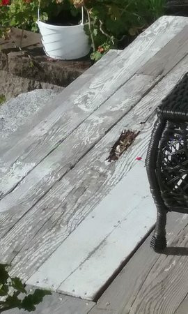 Lee酒店住宿-The Whitetail Inn And Suites