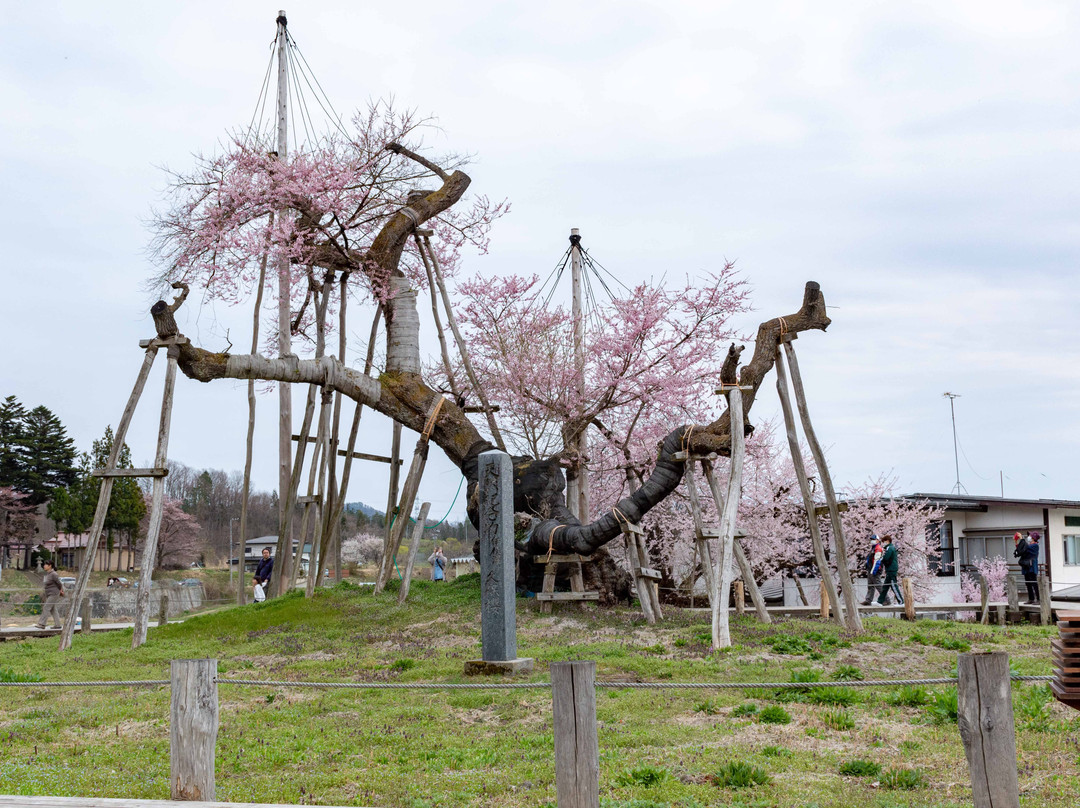 Isazawa no Kubo Zakura景点图片