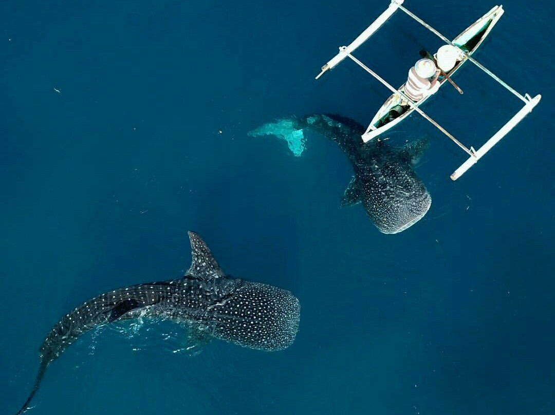 Whale Shark Sightseeing Spot景点图片