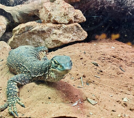 Ningaloo Aquarium & Discovery Centre-埃克斯茅斯必去景点