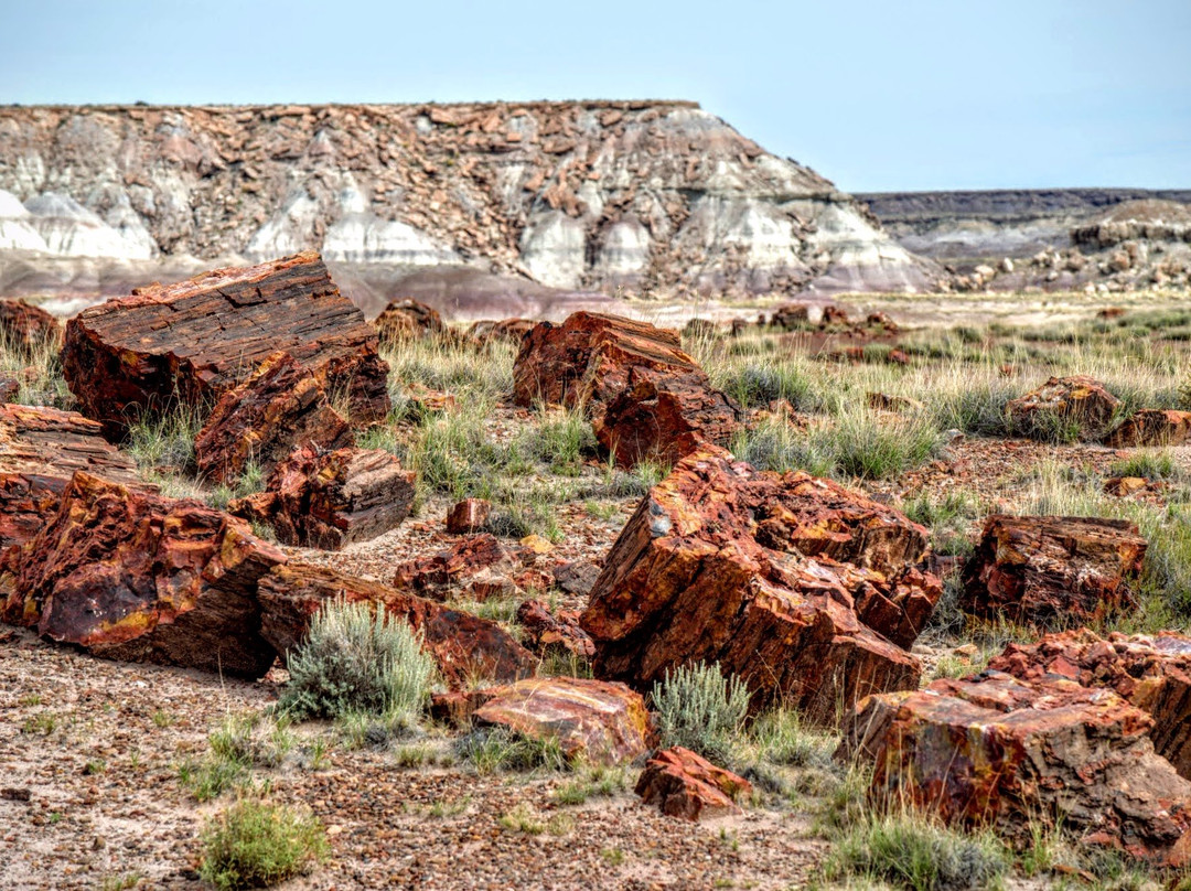 石化林国家公园旅游攻略图片