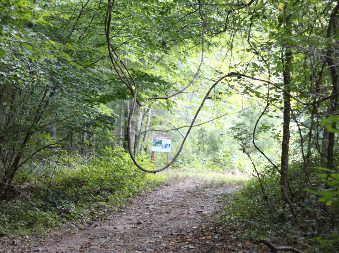 Shawsville旅游攻略图片