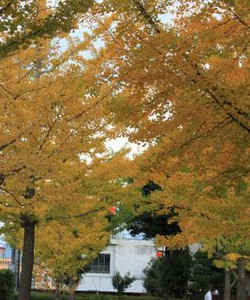 Geijutsunomori Park景点门票图片