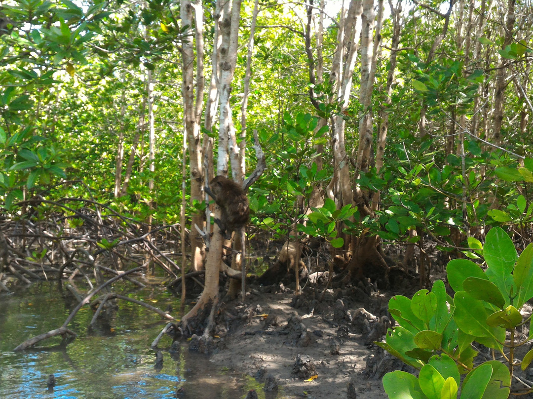 Thung Yee Pheng Mangrove Forest