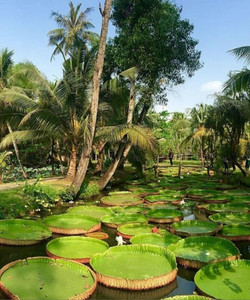Binh Quoi Village景点门票图片