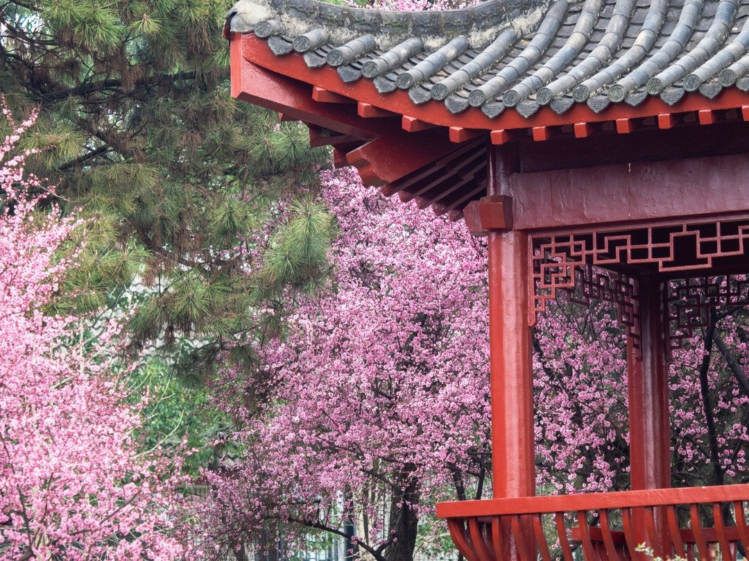 东湖梅园-武汉市必去景点