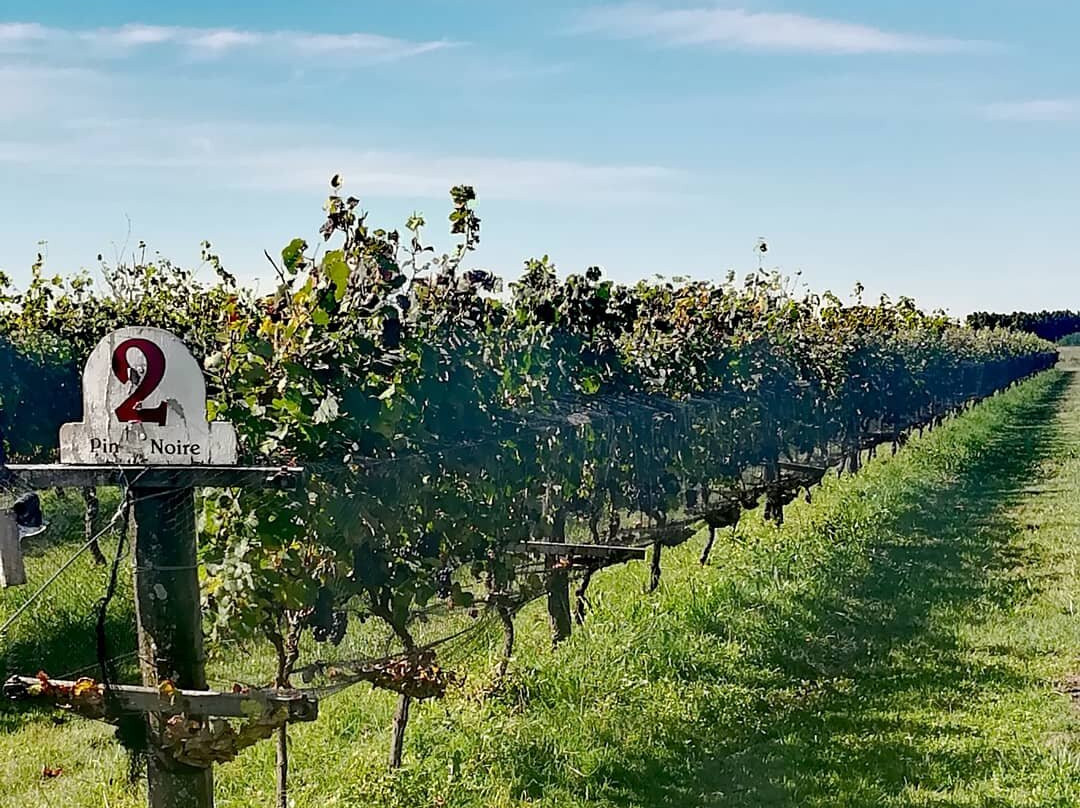 Vinos Uribelarrea景点图片