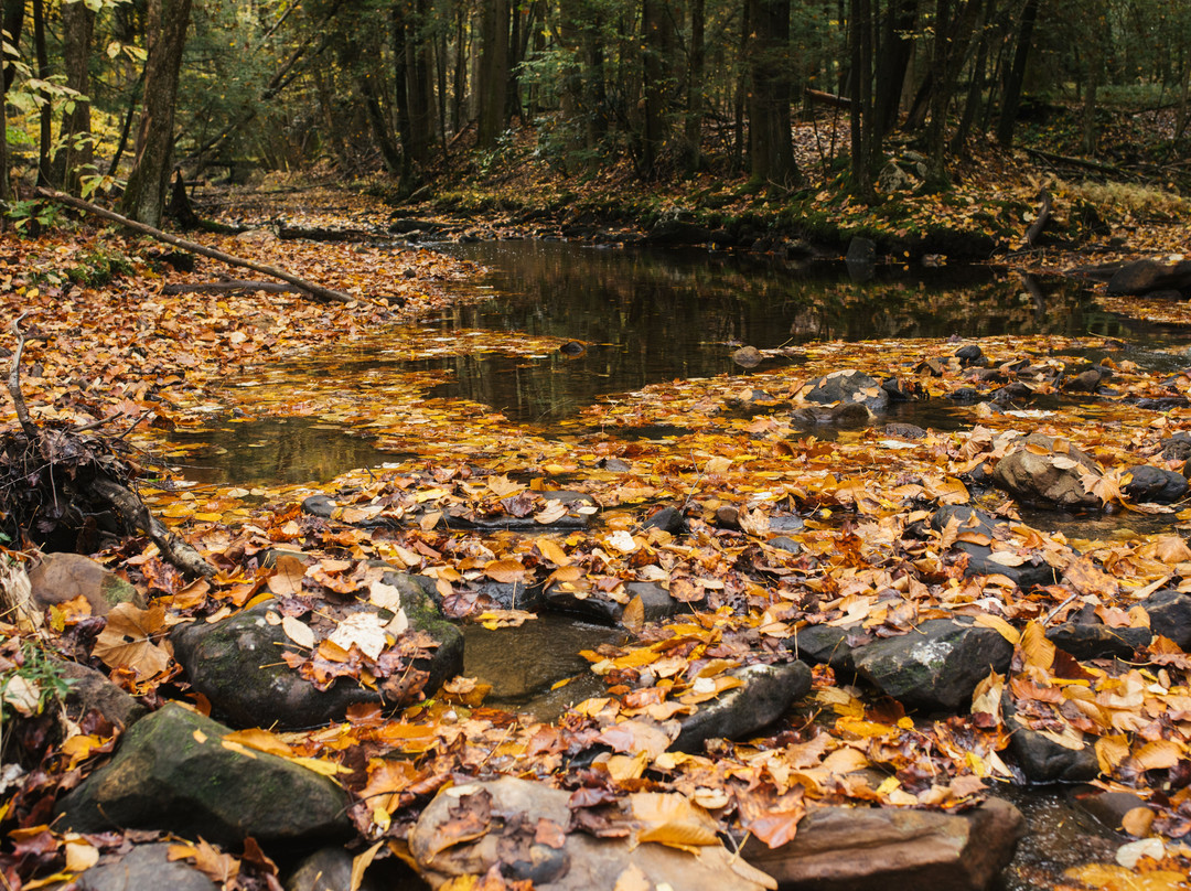 Holly River State Park景点图片