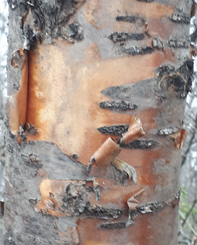 Kings Park-温尼伯必去景点