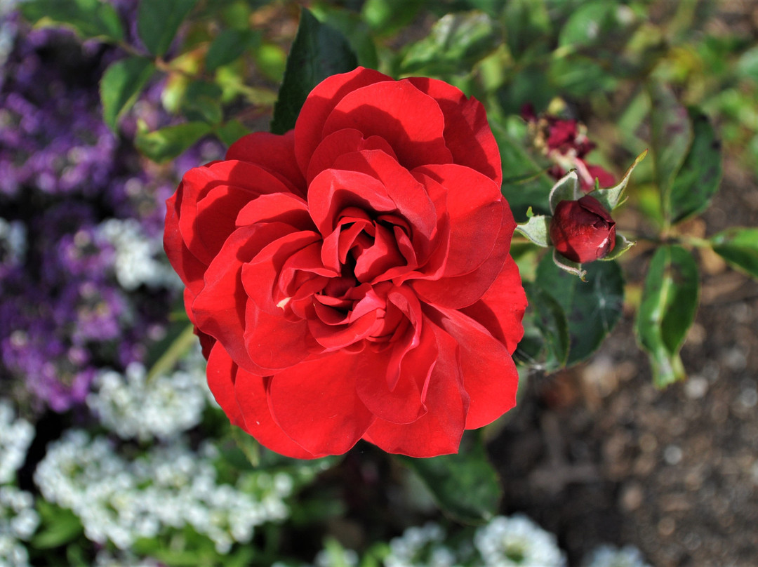 Clemens Gardens-Saint Cloud必去景点