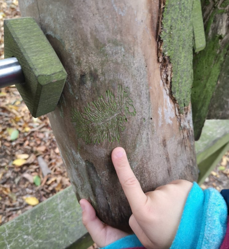 Weser Skywalk-Bad Karlshafen必去景点