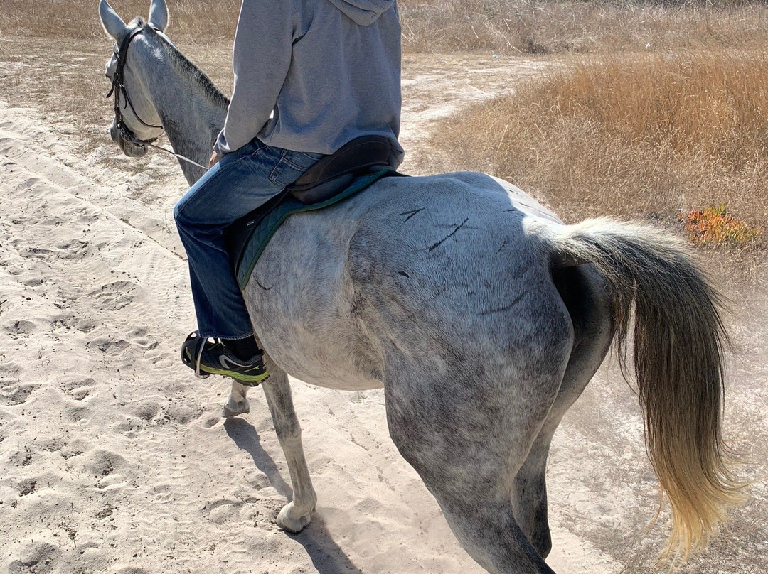 Horses by the Beach景点图片