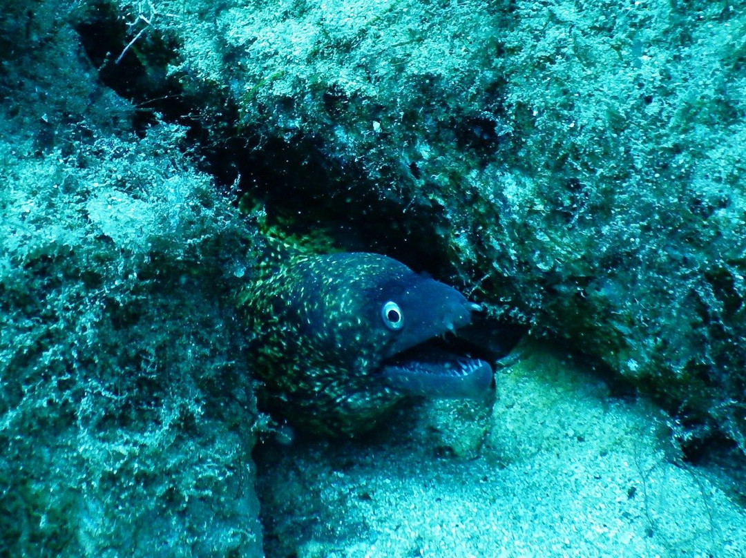 Buddies Dive Cove-Bugibba必去景点