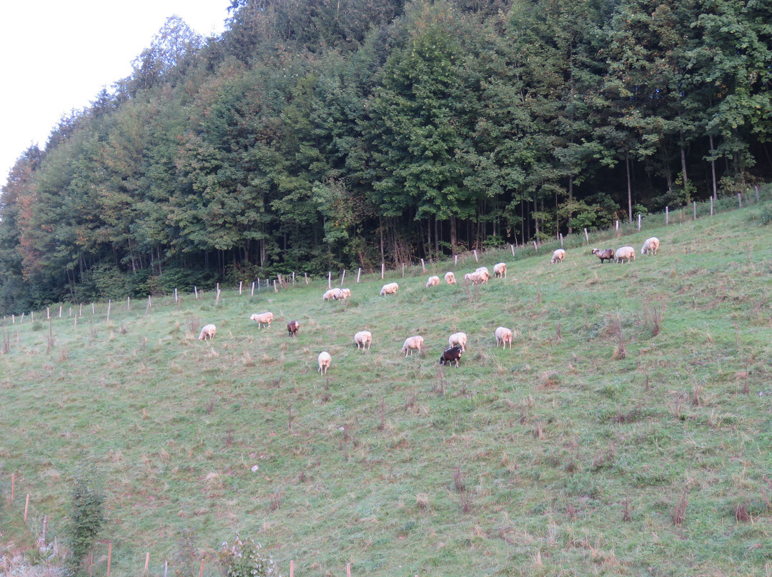 布劳恩加姆斯酒店主图