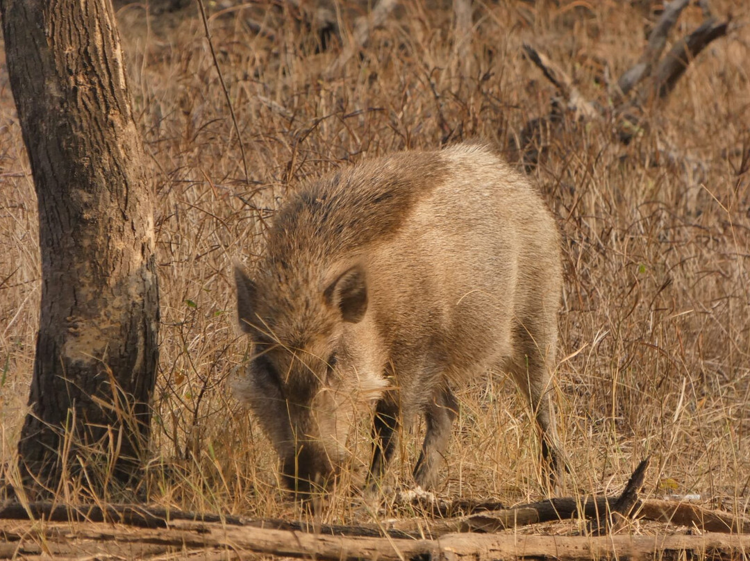 The Panna National Park Safari景点图片
