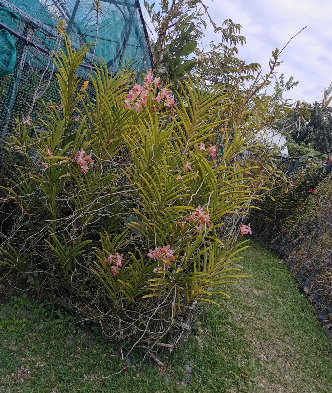 Le Jardin de Vandas景点图片
