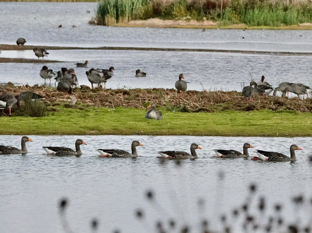 RSPB Freiston Shore-Freiston必去景点