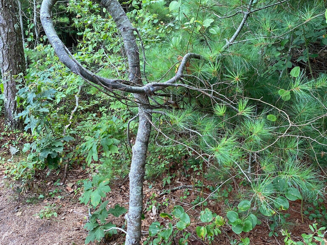 Nickerson State Park景点图片