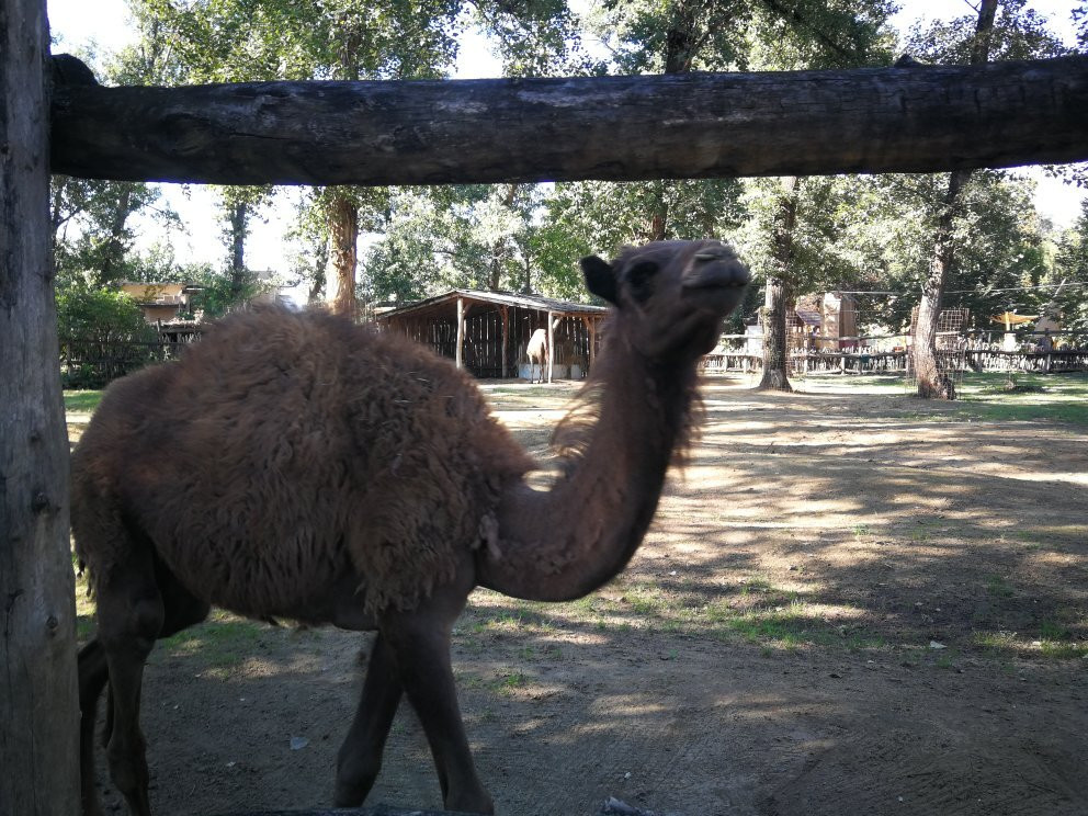 Zoo Gyor景点图片