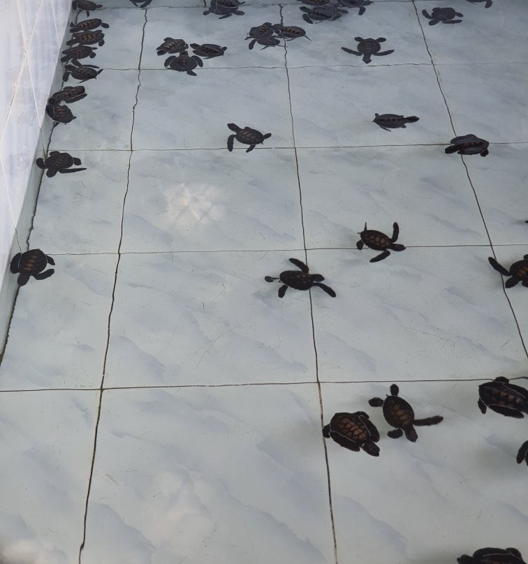 Turtle Conservation and Information Center-红土坎必去景点