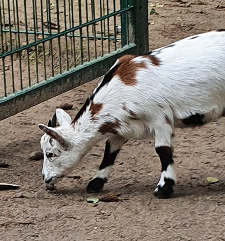 Tierpark Wolgast景点图片