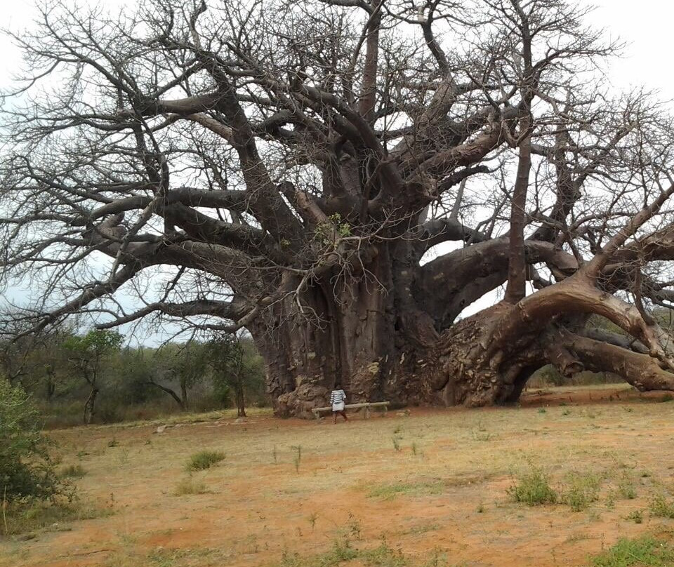 The Big Tree Holiday Lodge