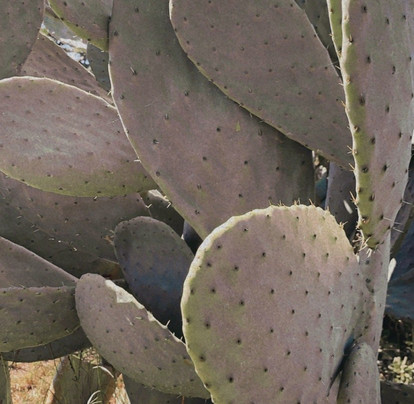 Residence Casa Mia Village Tropea主图