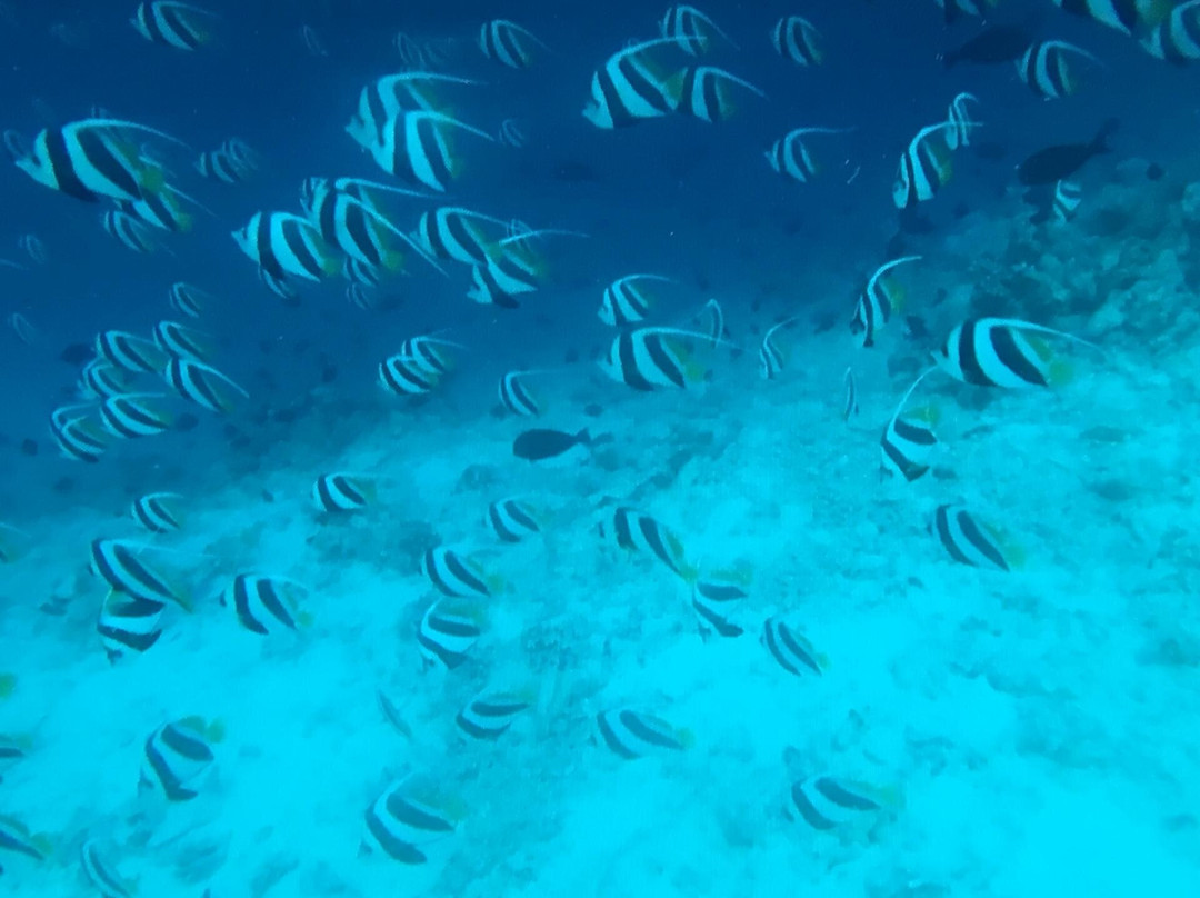 Goby Lodge guest house主图