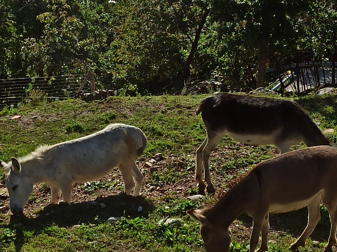 Residence Garden主图