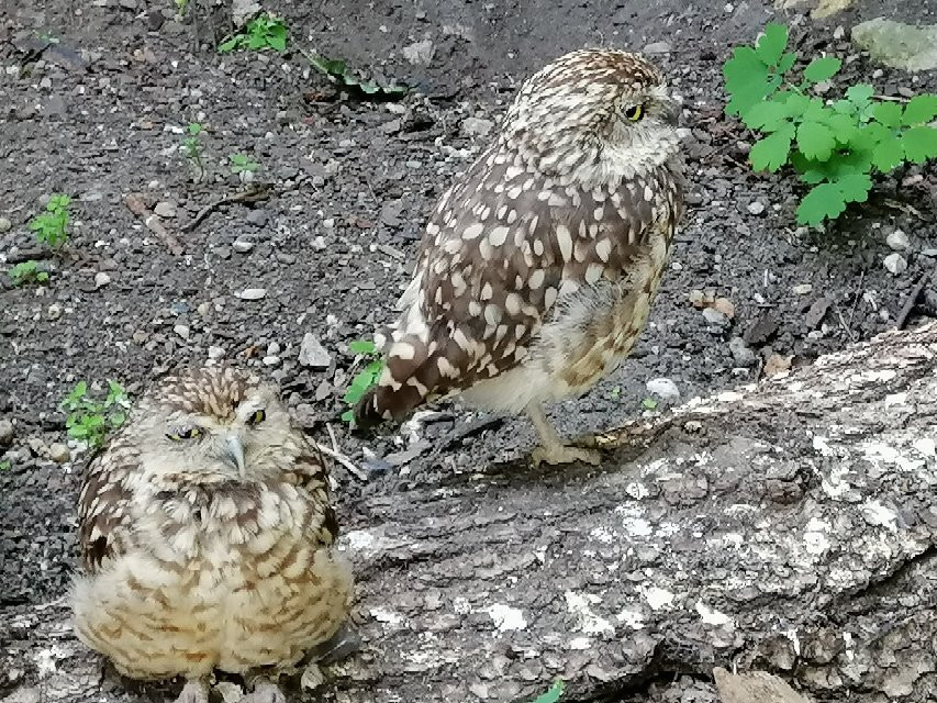 Zoo Opole景点图片