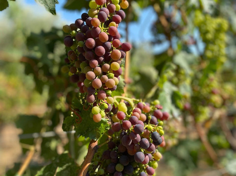 Cantina Rapino-Francavilla Al Mare必去景点