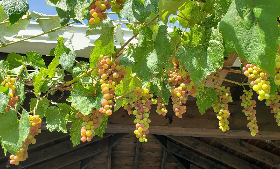 Mount View Motel主图