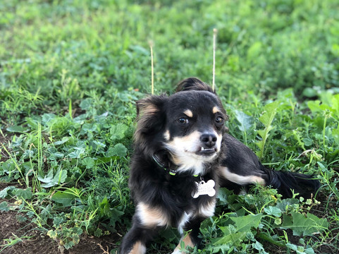 Comfort Suites主图