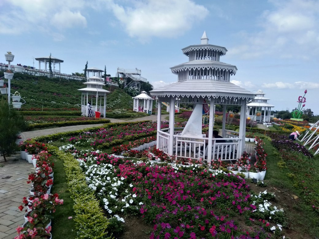 Celosia Flower Garden景点图片