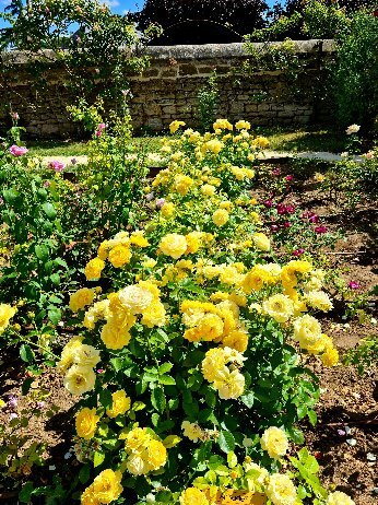 Terre de Rose Distillerie景点图片