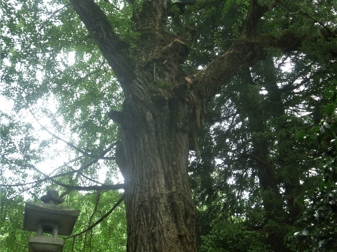 Kamiiwami Gingko Tree Forest-日南町必去景点