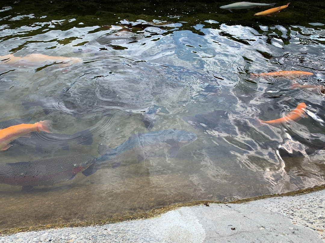 Adler Tribal Trout Farm-Kazachiy Brod必去景点