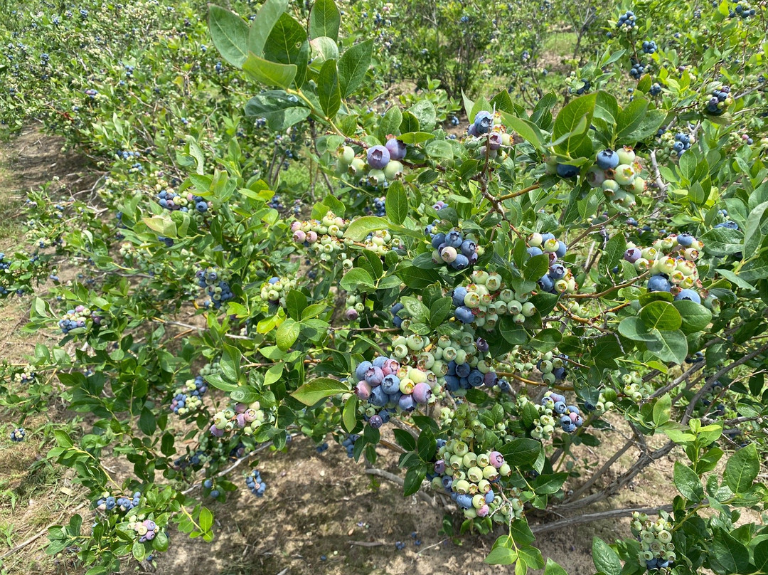Crane Orchards Upick and Corn Maze景点图片