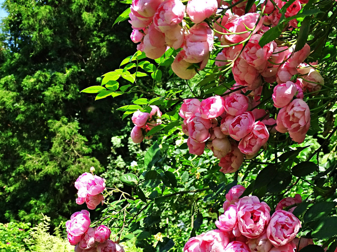 Arboretum Kalmthout景点图片