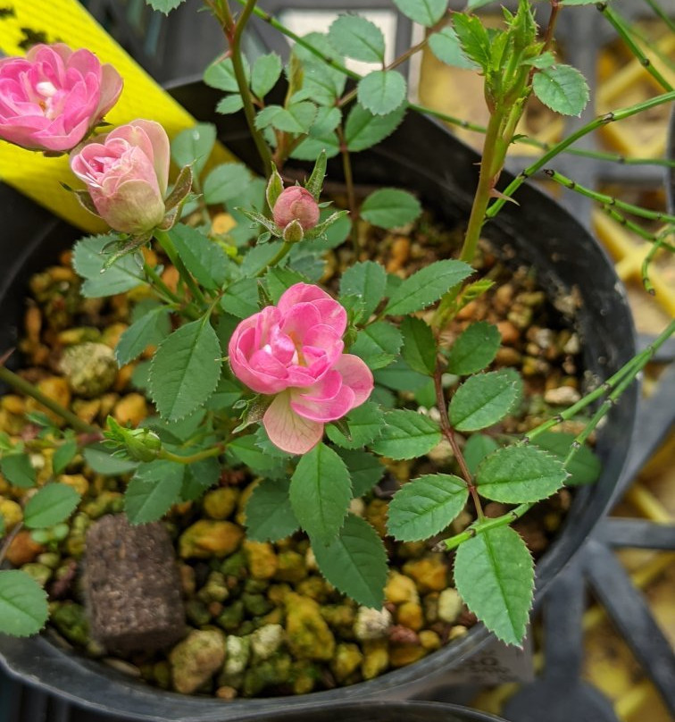 Shiwa Furusato Center-紫波町必去景点