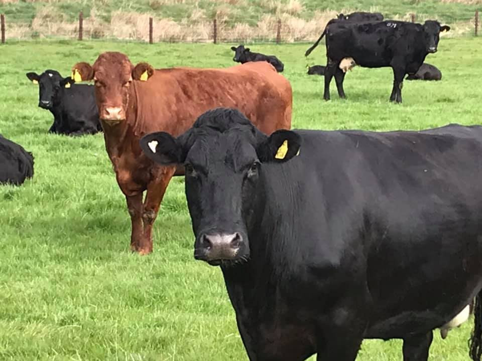 Dairine Nuttall - Ireland Tour Guide景点图片
